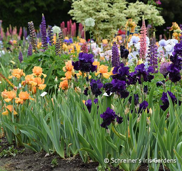 Shop Iris  Buy Iris – Schreiner's Gardens