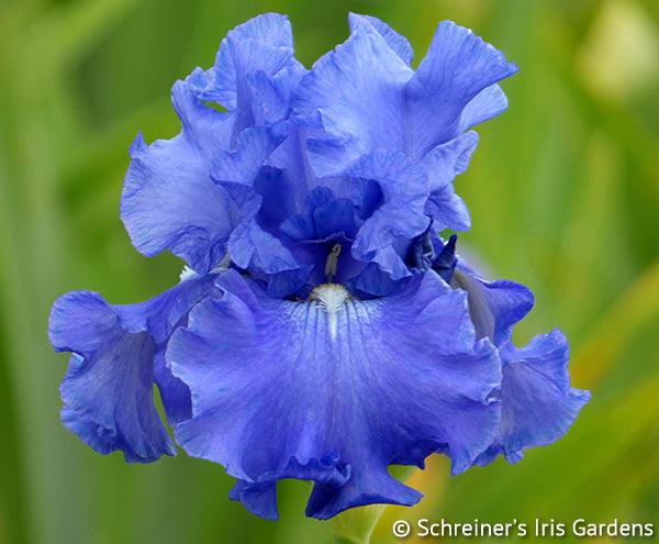Elegance in Blue Iris