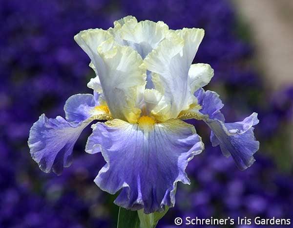 Bearded Iris Colors  Shop Bearded Iris by Color Blue Iris – Schreiner's  Gardens
