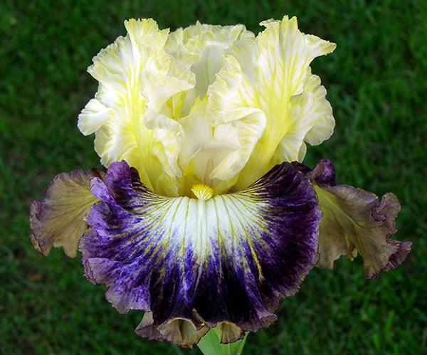 Center Ice Iris – Sutton Iris