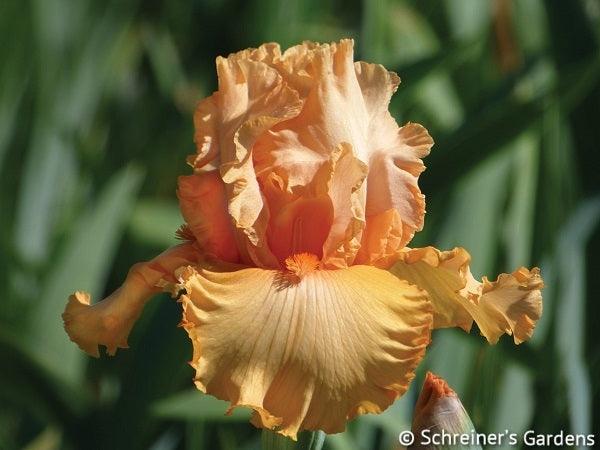 Peach State Tall Bearded Iris