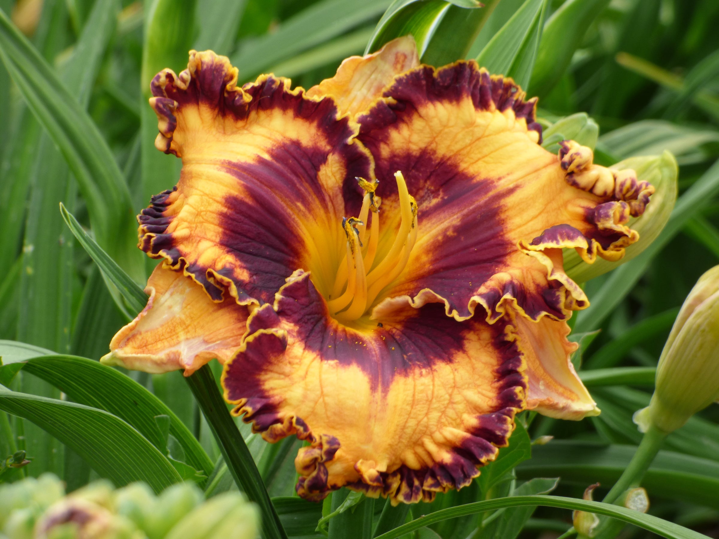 Earn FREE Daylilies