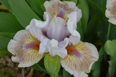 Dwarf Bearded Iris