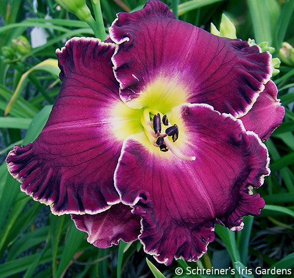 Modern Daylilies|Bill Maryott Daylilies Daylily Catalog – Schreiner's ...