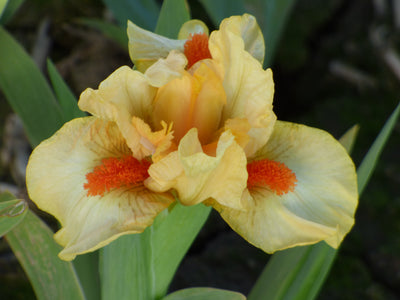 Apricot Scone