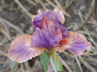 April Fanfare Potted Iris