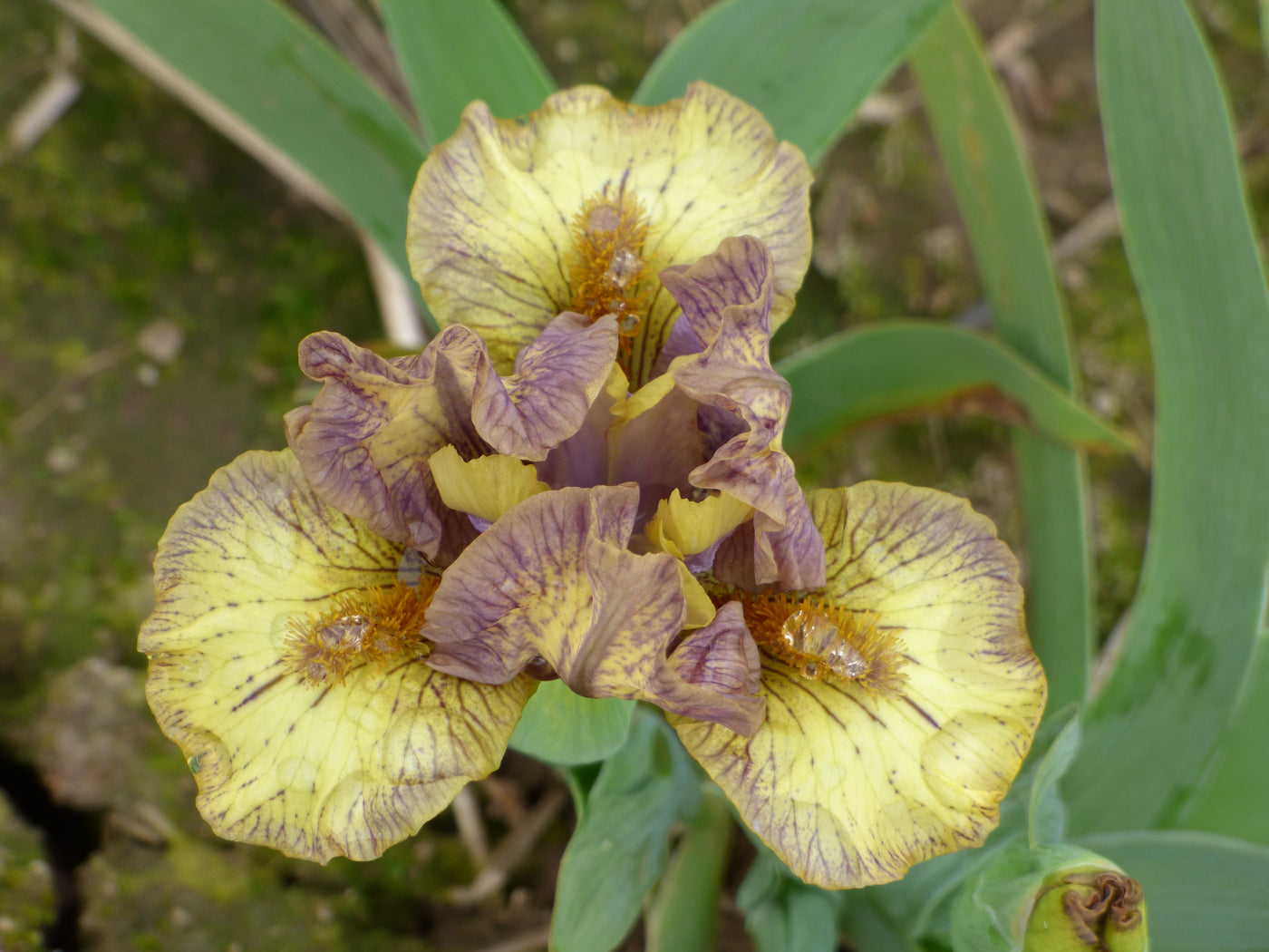 Ashland Potted Iris