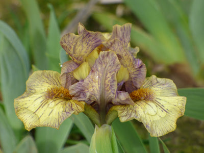 Ashland Potted Iris