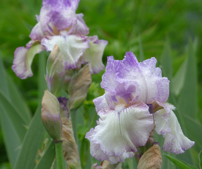 Autumn Tryst Potted Iris