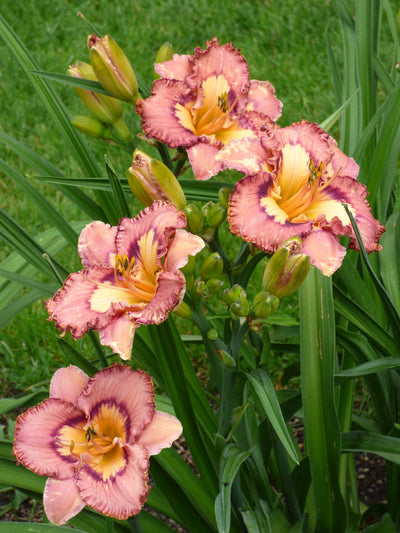 Brouhaha (Daylily)