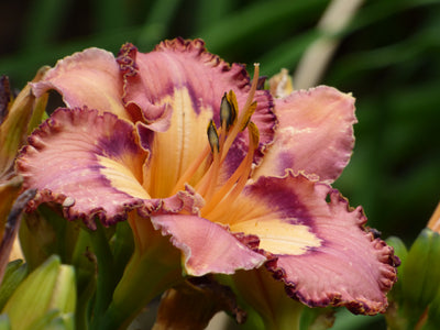 Brouhaha (Daylily)