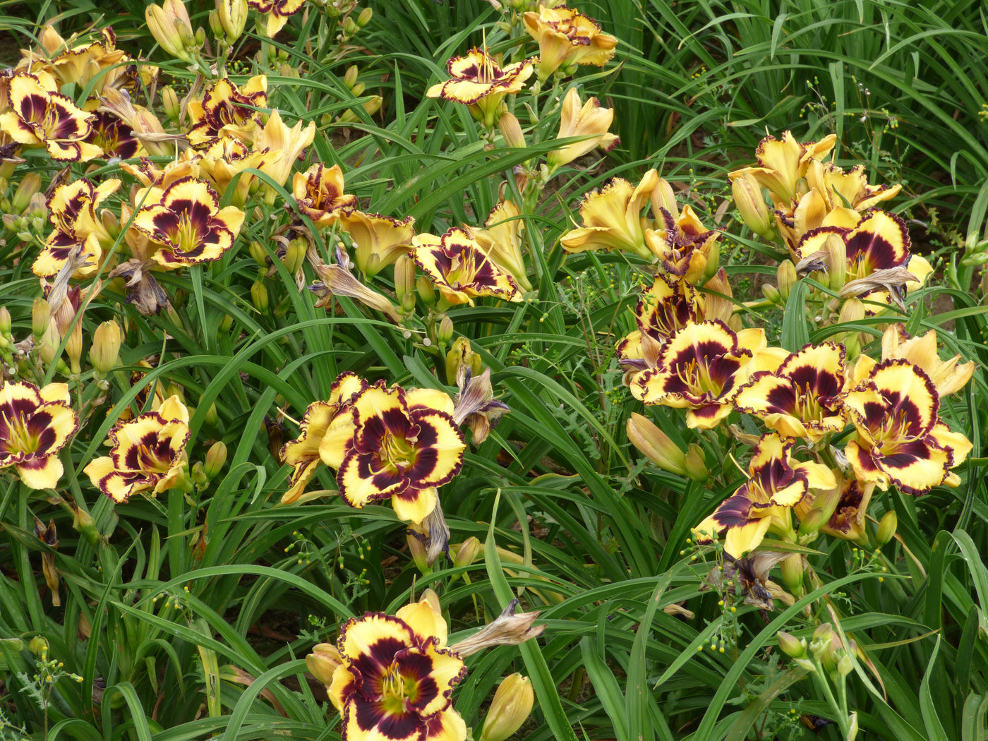 Surprise Grab Bag Daylily Collection