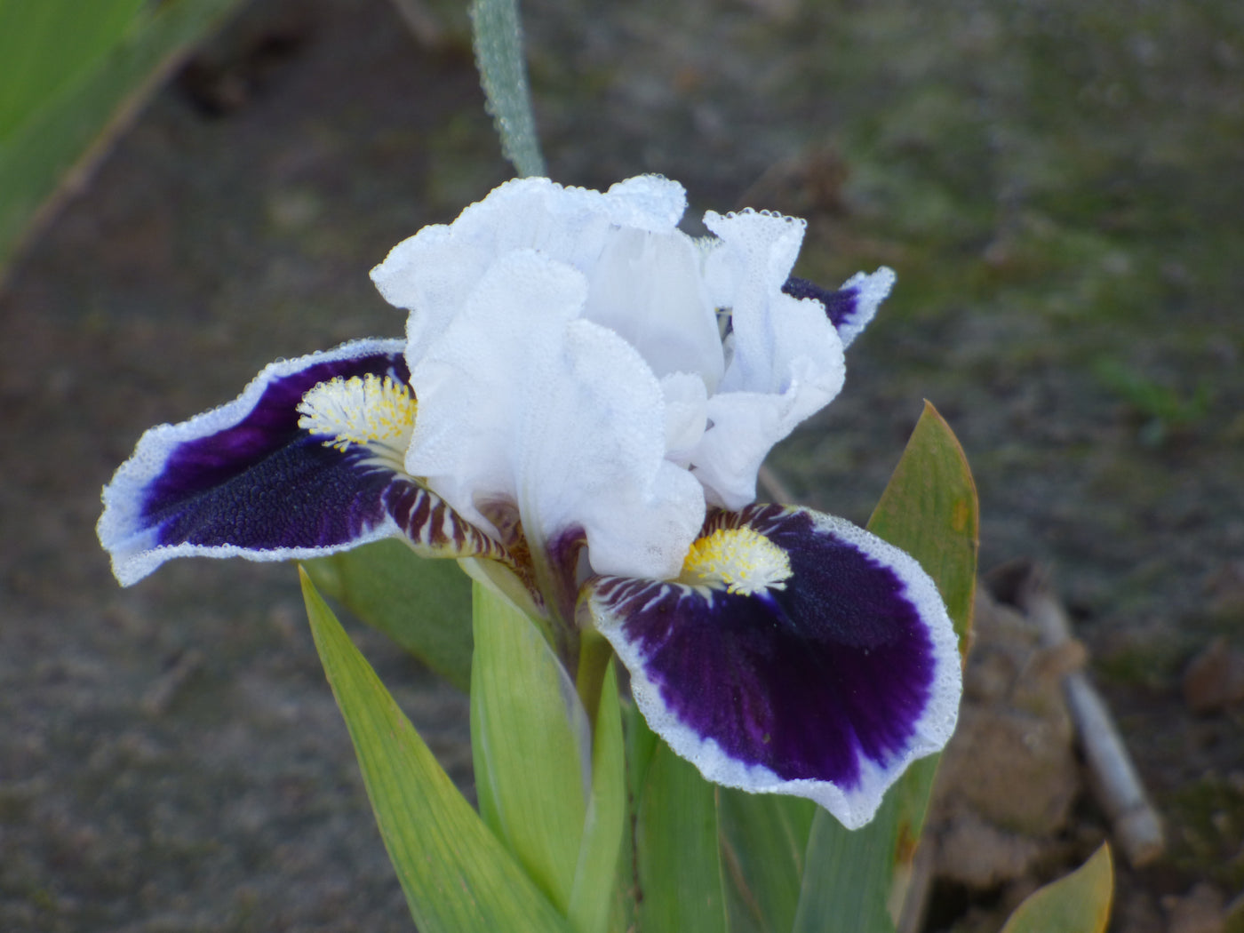 Bitty Beauty Potted Iris