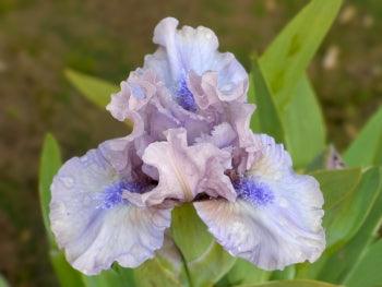 Breathtaking Potted Iris