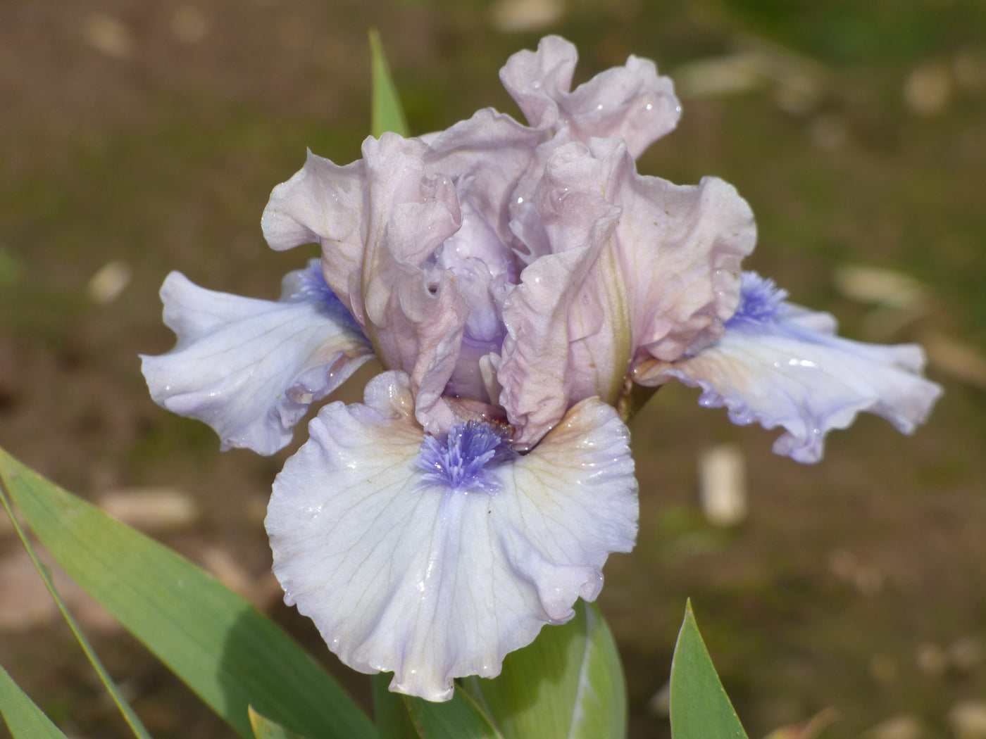 Breathtaking Potted Iris