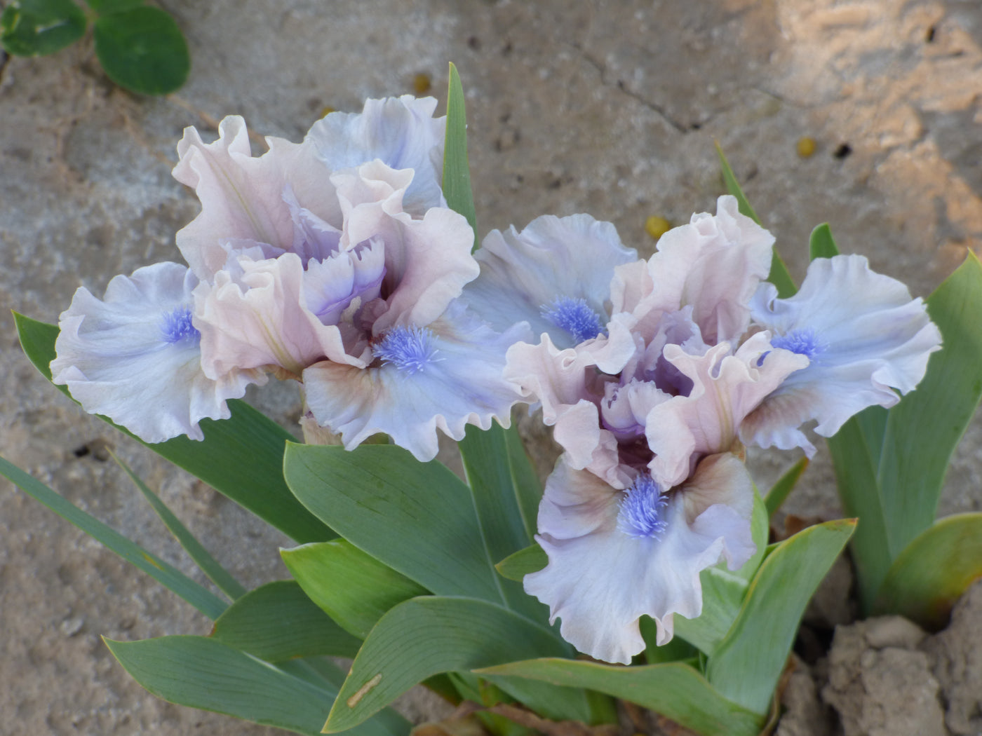 Breathtaking Potted Iris