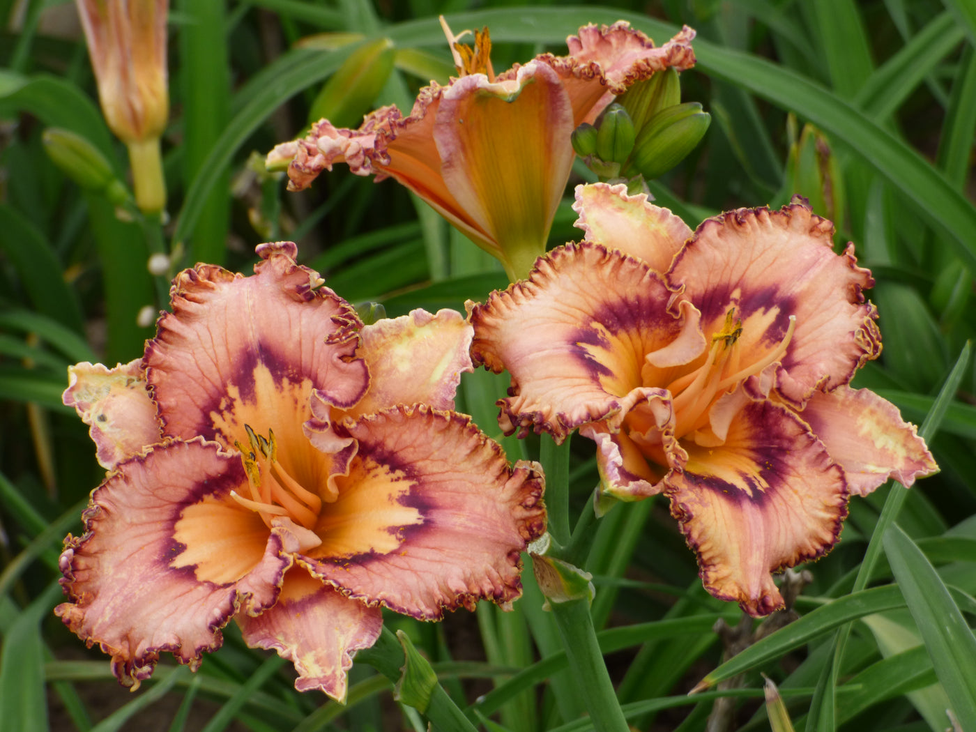 Brouhaha (Daylily)