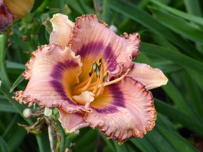 Brouhaha (Daylily)