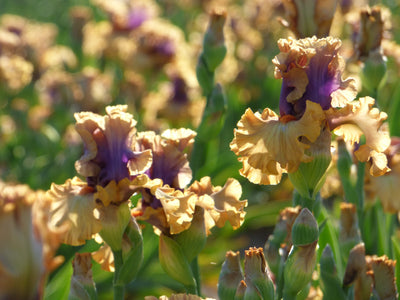 Color Capers Potted Iris