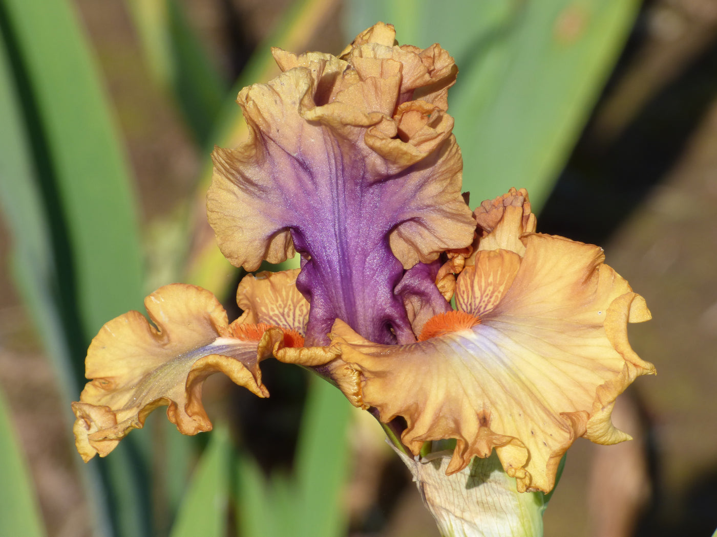 Color Capers Potted Iris