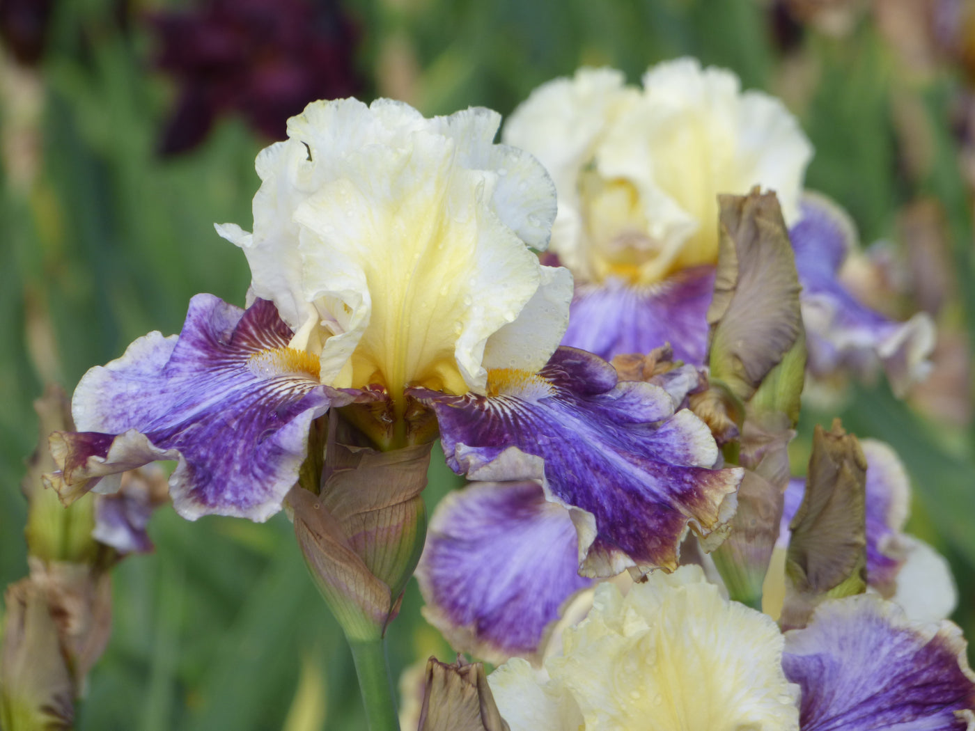 Coos Bay Potted Iris