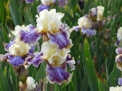 Coos Bay Potted Iris