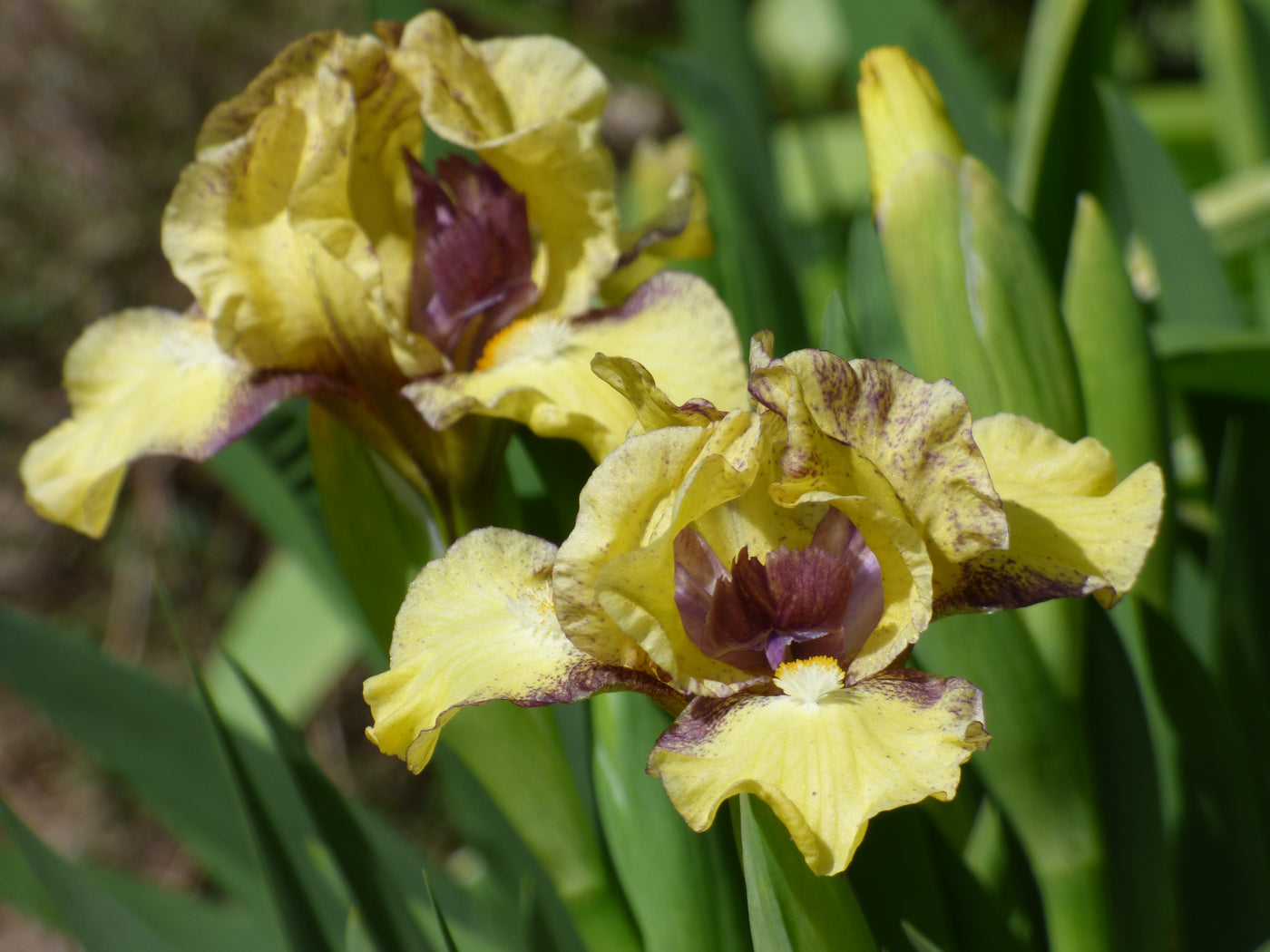 Darn Cute Potted Iris