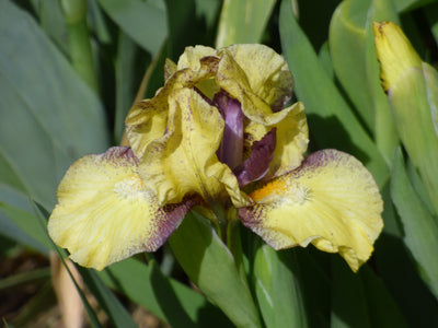 Darn Cute Potted Iris