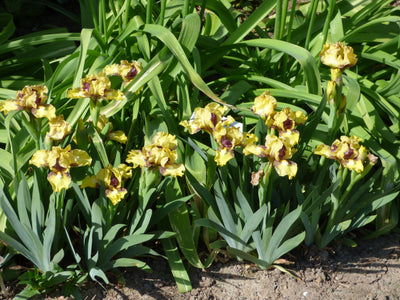 Darn Cute Potted Iris