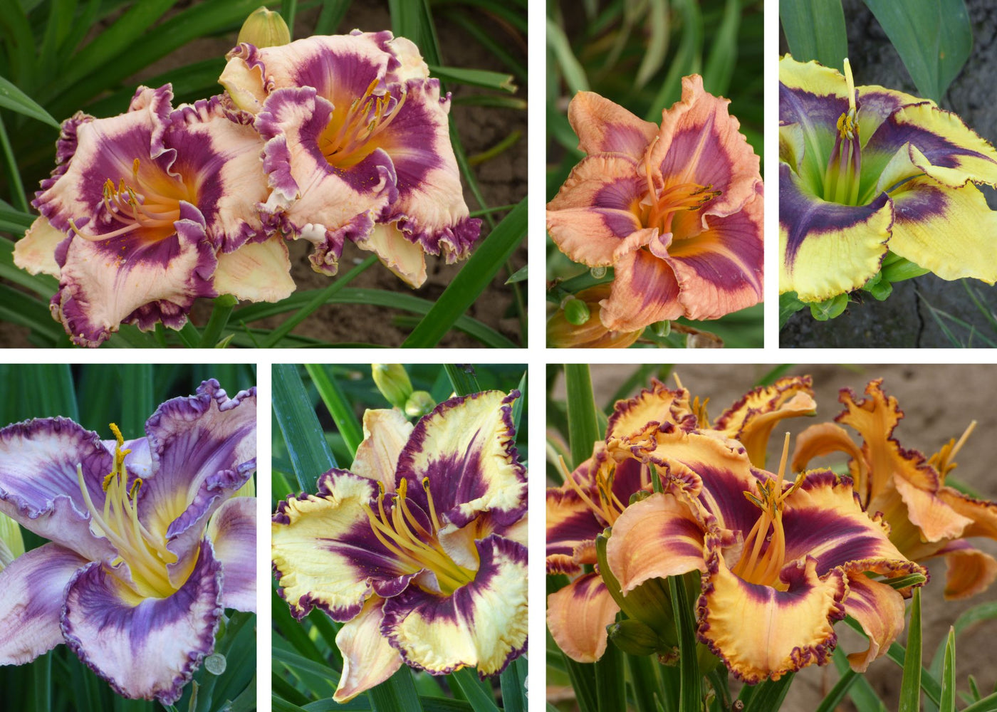 Farmer's Choice Daylily Tray of 60