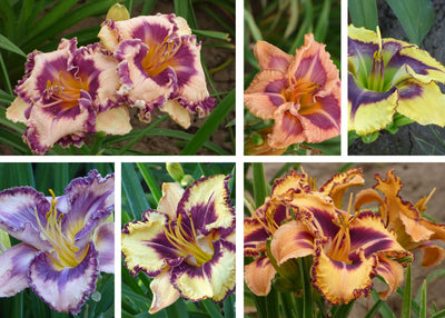 Farmer's Choice Daylily Tray of 60