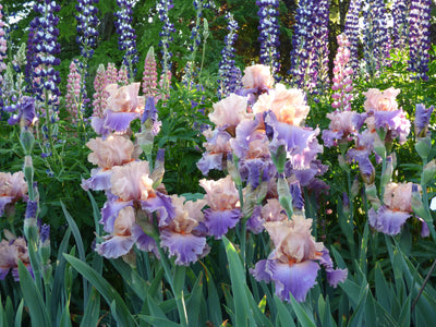 Discovered Treasure Potted Iris