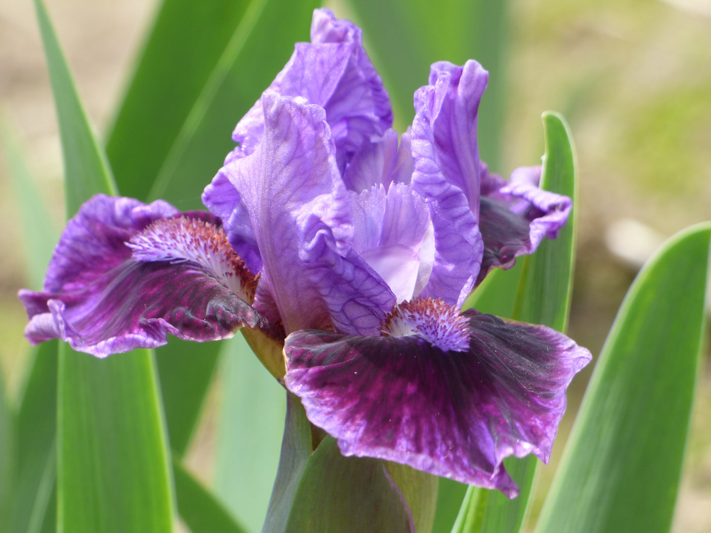 Don't Fix It Potted Iris