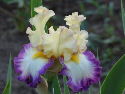 Engagement Ring Potted Iris