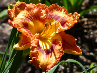 Euphoric (Daylily)