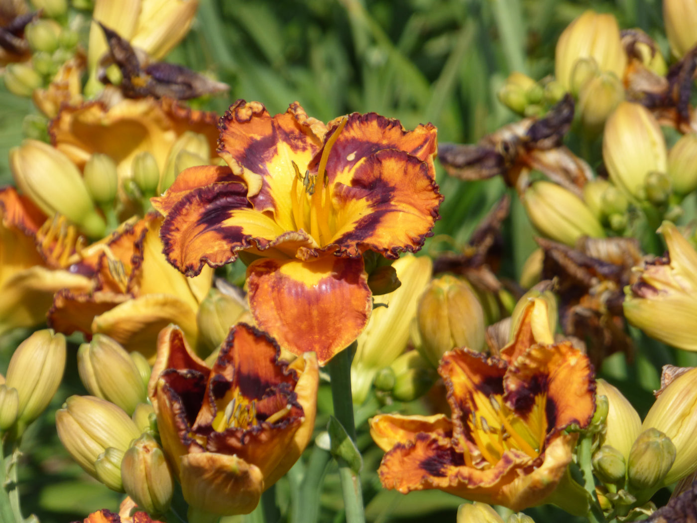 Surprise Grab Bag Daylily Collection