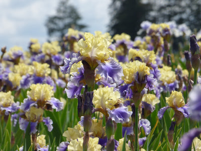 Edith Wolford Potted Iris