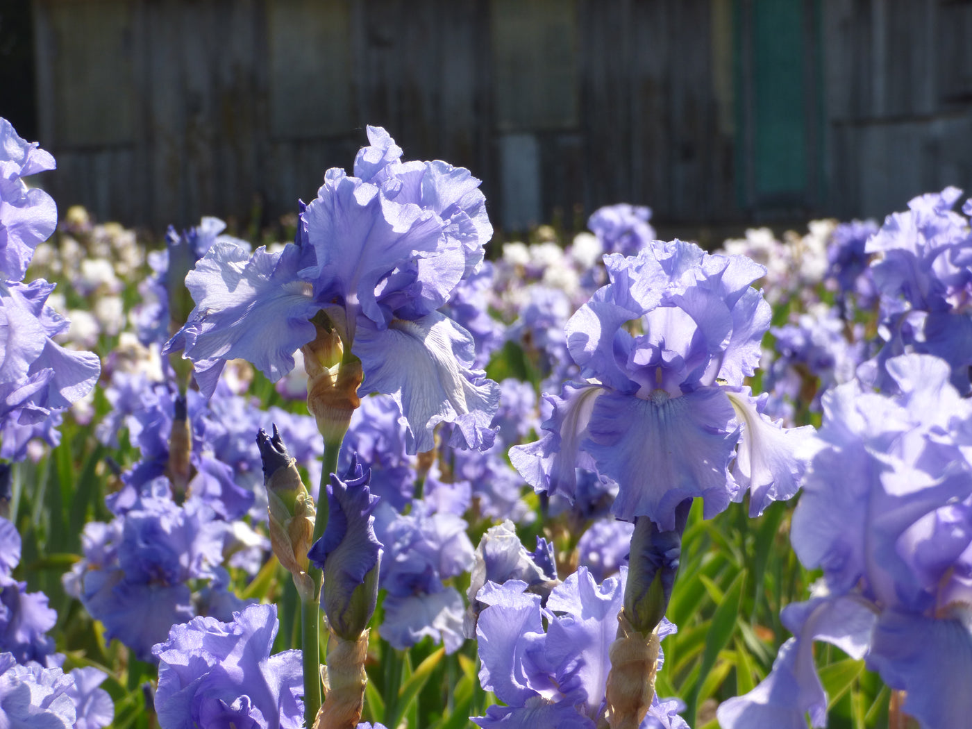 Fiesta In Blue