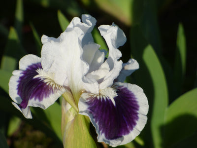 For Grape's Sake Potted Iris