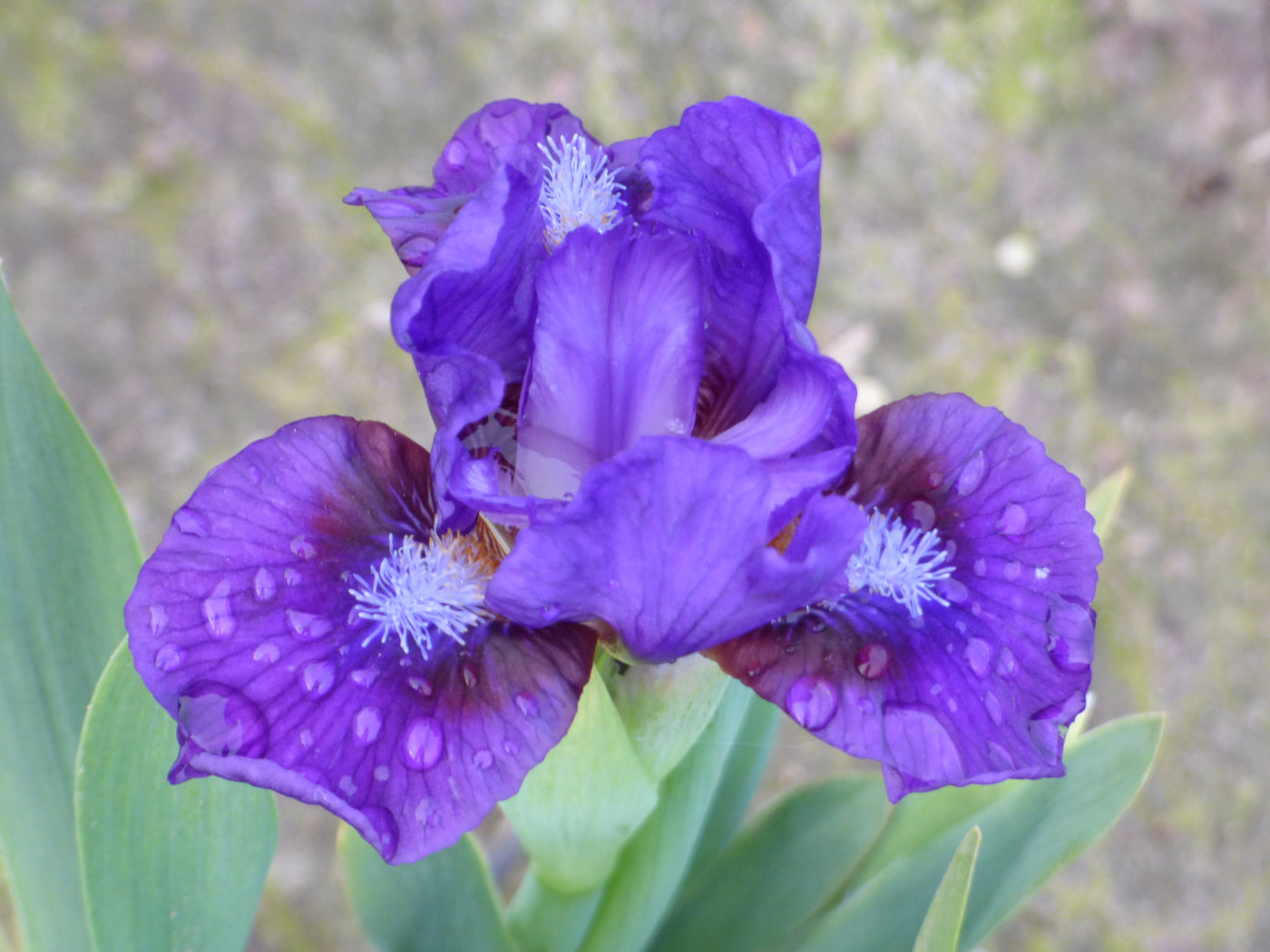 Frodo Potted Iris