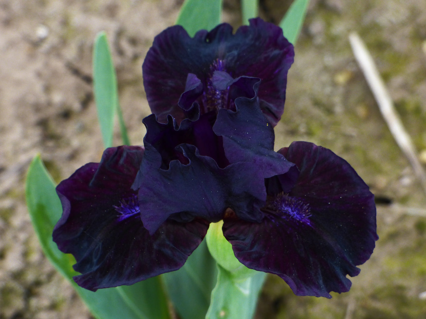 Mink River Potted Iris