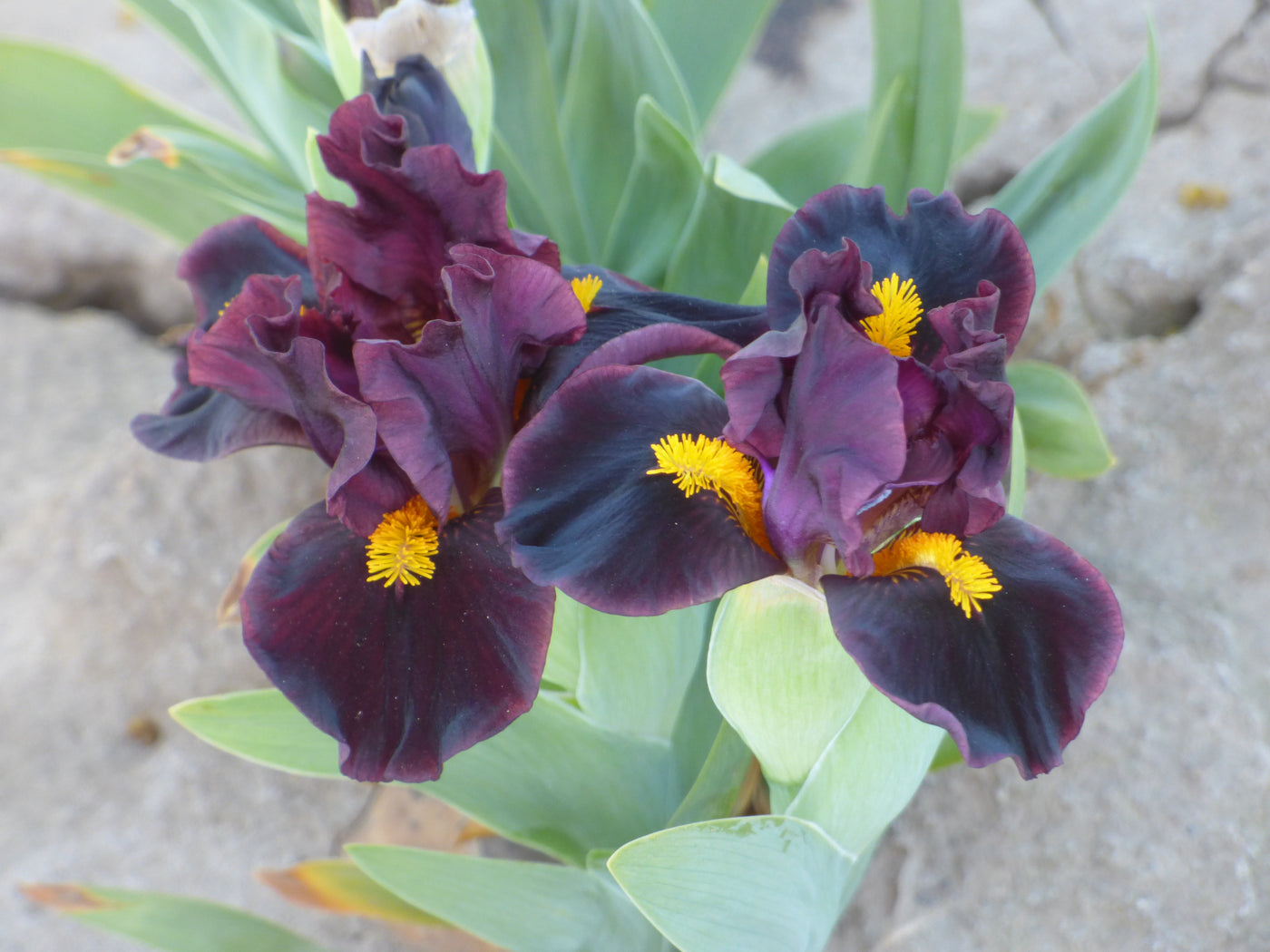 Gopher Potted Iris