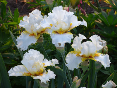 Goldkist Potted Iris