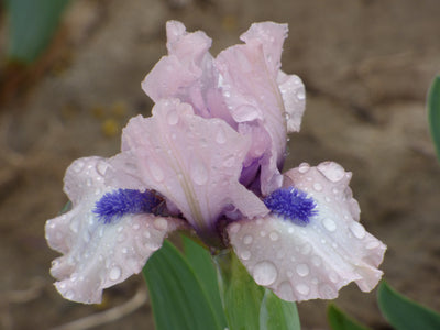 Gate to Paradise Potted Iris