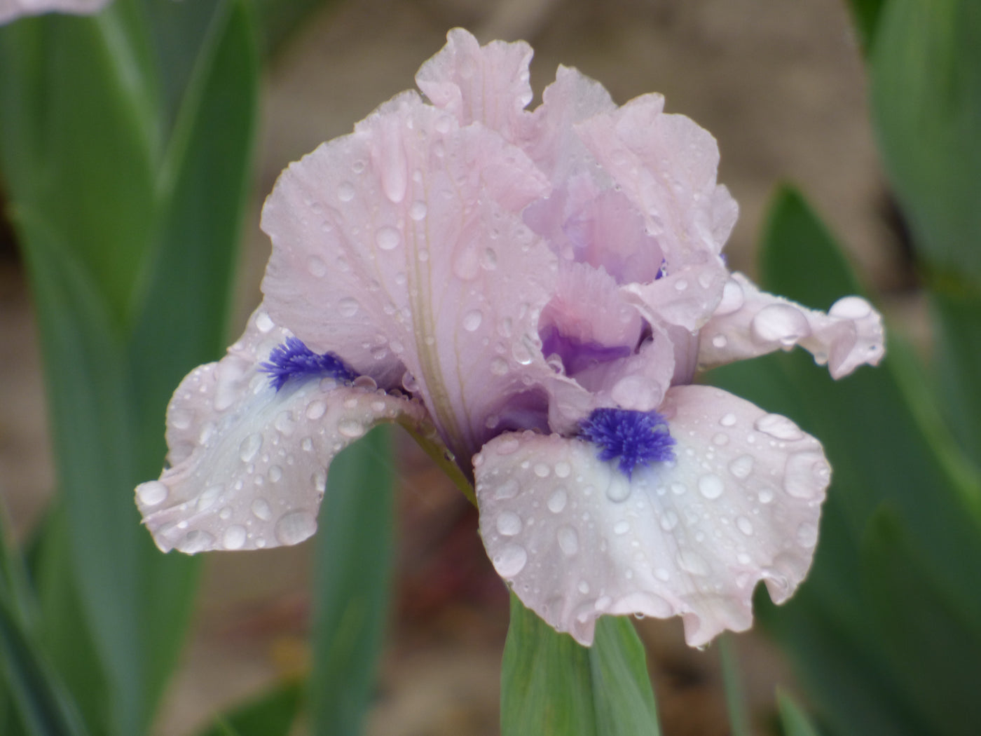 Gate to Paradise Potted Iris