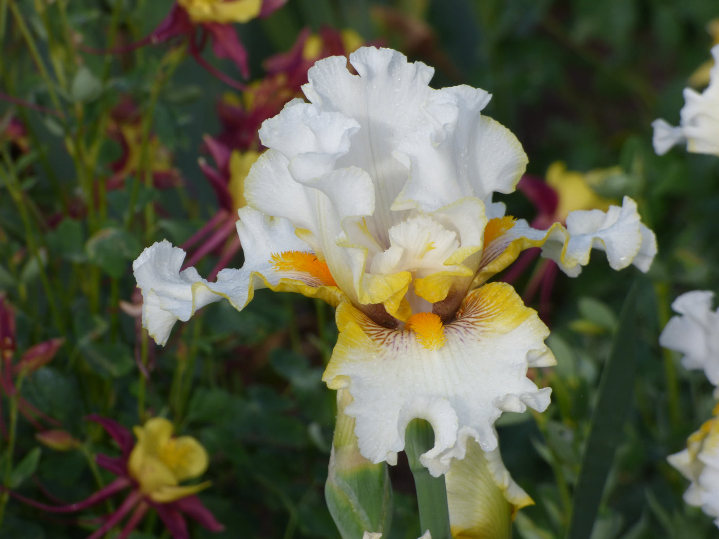 Goldkist Potted Iris