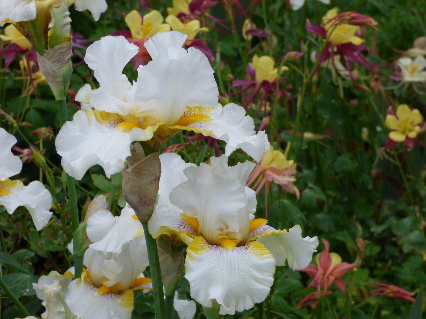 Goldkist Potted Iris