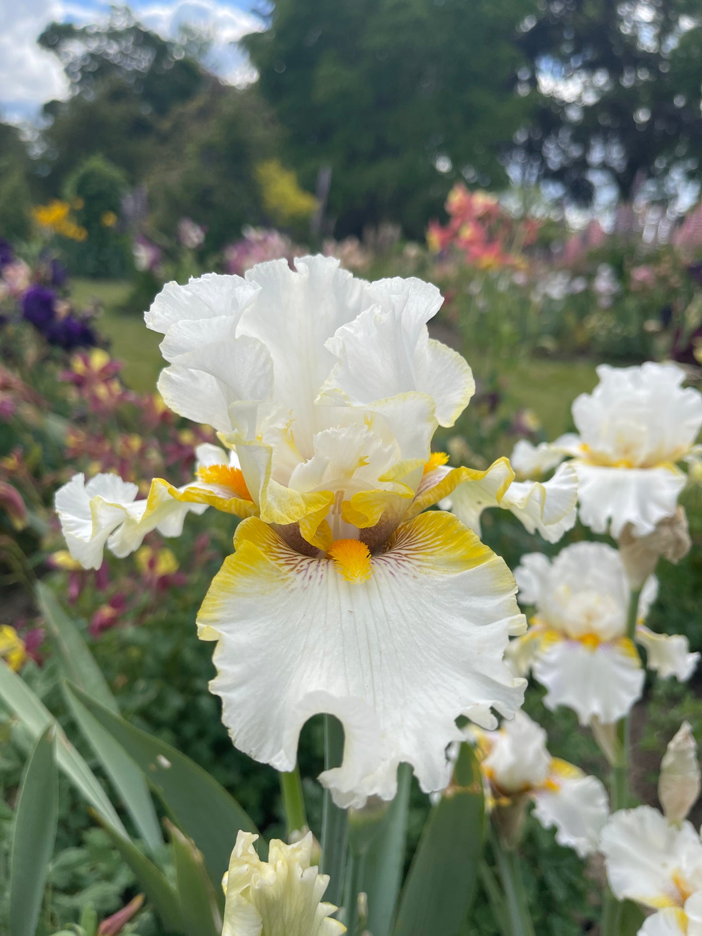 Goldkist Potted Iris