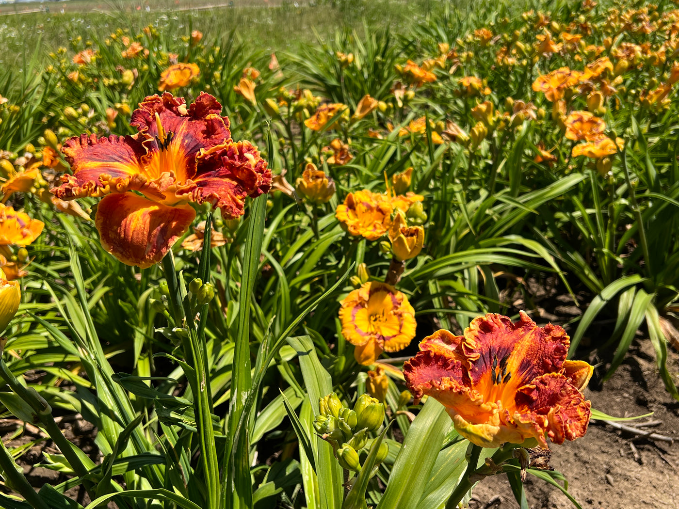 Surprise Grab Bag Daylily Collection