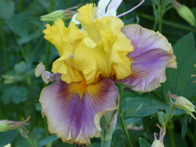 In Living Color Potted Iris